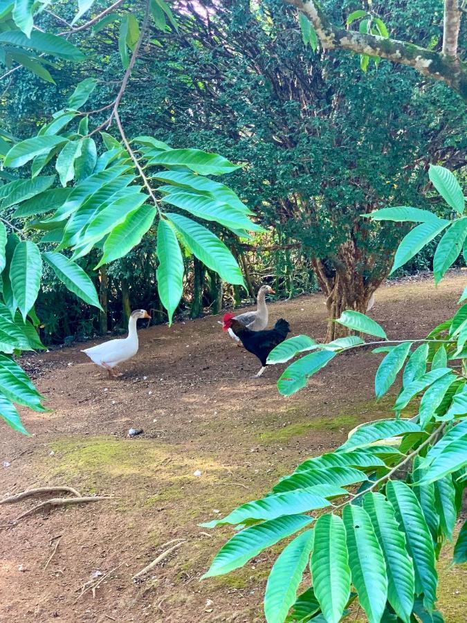 Casa De Campo Lazer Completo Paraiso De Reservas Naturais Em Sp Villa Ibiúna Kültér fotó