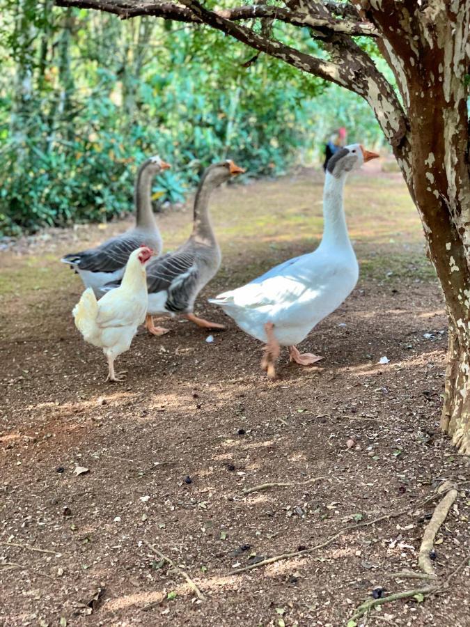 Casa De Campo Lazer Completo Paraiso De Reservas Naturais Em Sp Villa Ibiúna Kültér fotó